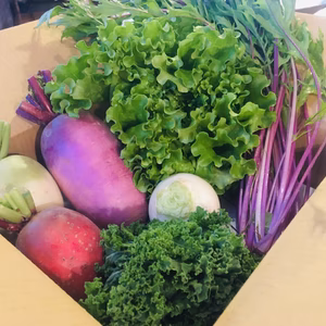 おうちでカフェ気分♪彩り野菜セット(6種)