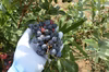 【自然栽培 大粒ブルーベリー】植え付けからずっと農薬不使用.無肥料、除草剤不使用