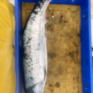 活かして保存中‼️ アオマス　１本