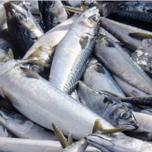 サバ　1キロ真空パック瞬間冷凍　送料一律 愛媛県豊後水道産漁師直送