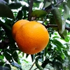 The citrus【Beni HASSAKU】