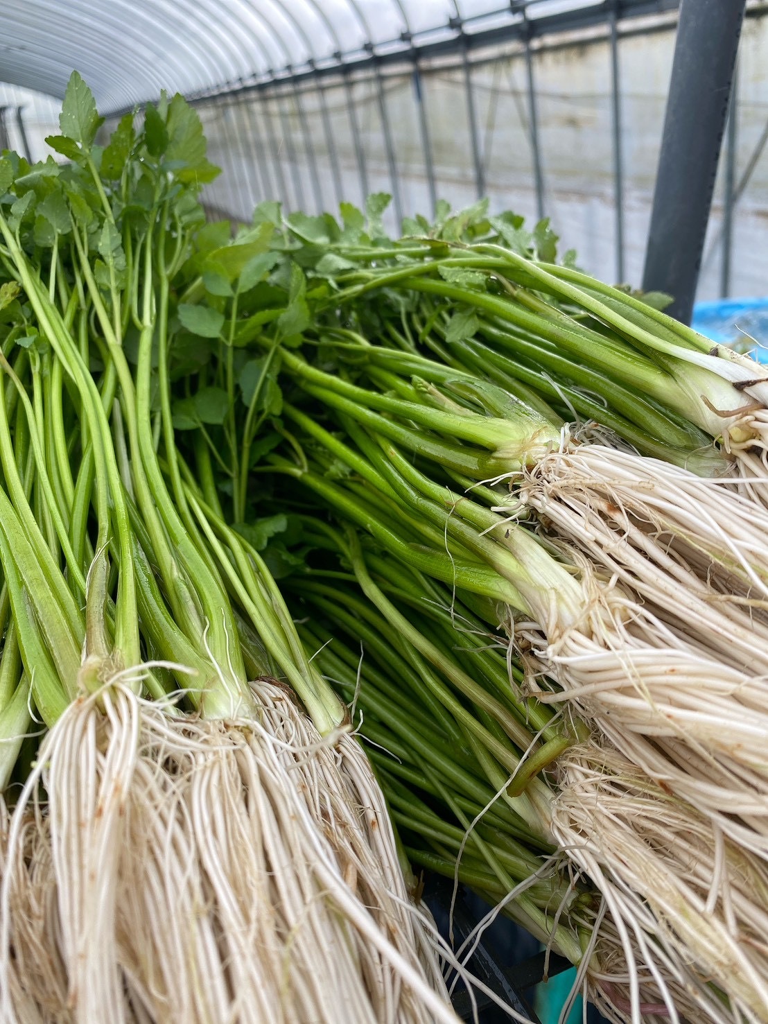 根っこが主役！湯沢市産『三関せり』 500g｜せりの商品詳細｜ポケット