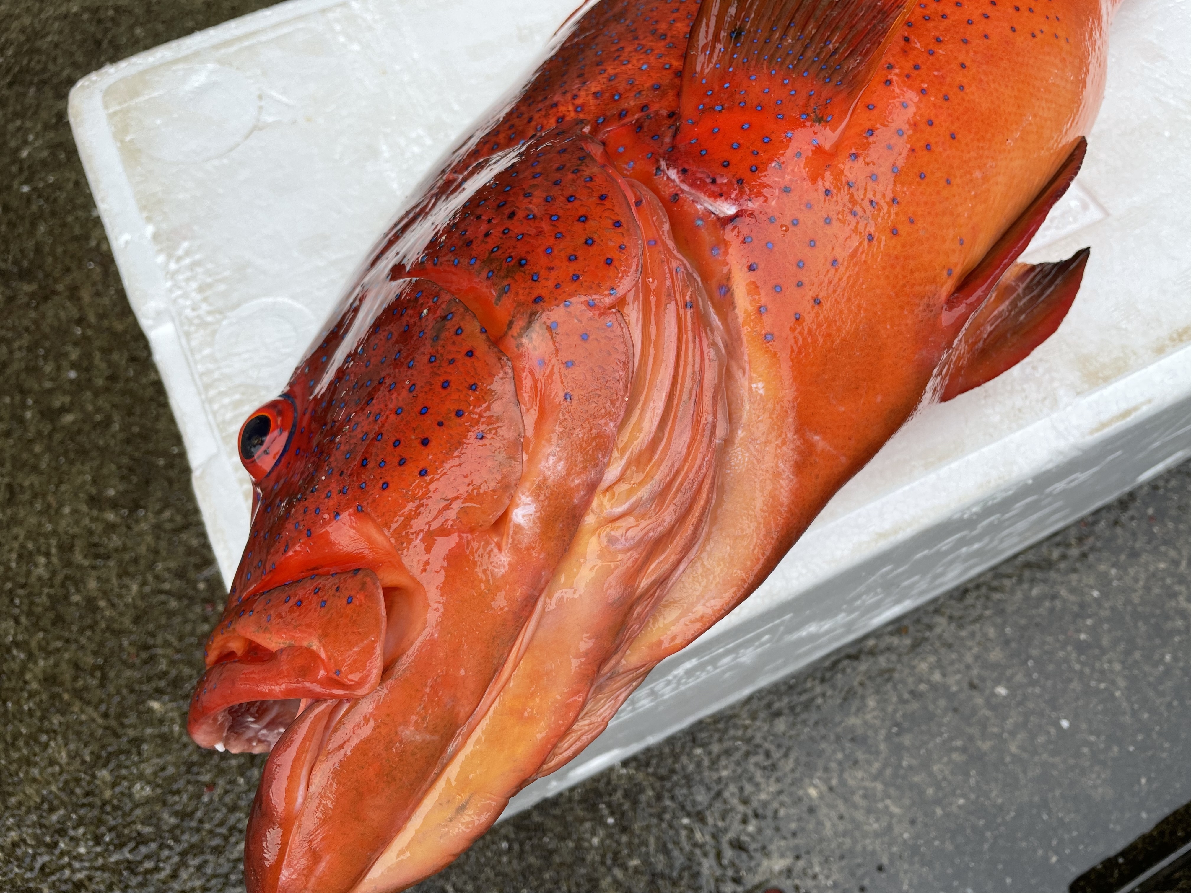 魚突き 動画あり 傷あり スジアラ アカジン 4 0kg 鱗 内臓処理済 農家漁師から産地直送の通販 ポケットマルシェ