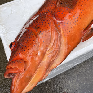 【魚突き】動画あり　傷あり　スジアラ（アカジン）4.0kg 鱗、内臓処理済