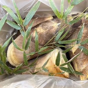 【京都春の野菜】京都山城大住の白土たけのこ　先行予約