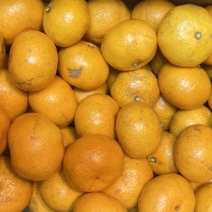 【訳あり】　早生温州みかん　有機肥料使用　熊本県河内産