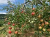 〈贈答用〉8月下旬～さむさわのりんご サンつがる 5キロ14～18玉 長野県産 