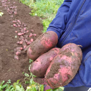 掘りたて！人気のジャガイモ品種【グランドペチカ】