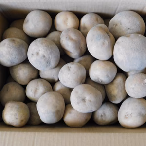 じゃがいも キタカムイ サイズ混合 木村秋則式自然栽培 青森県 無農薬 無肥料 