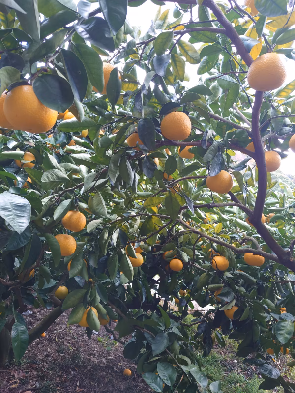【先行予約】プリプリジューシーな果肉♪和歌山県紀の川市産 まーくん家の八朔