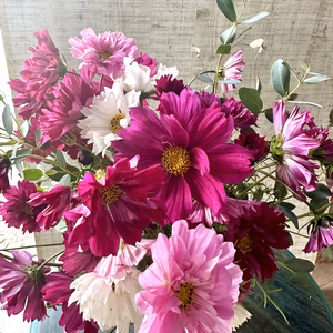 【20本／八重咲きコスモス〈秋彩の華〉】産地直送！プレゼントOK!優しいカラー！