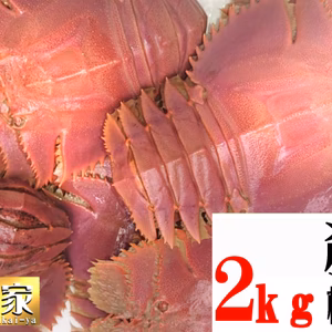 猫さま専用ウチワエビ2ｋｇ（15匹前後）