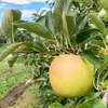 【良品】きおう 皮ごとおいしい夏りんご 特別栽培りんご 農薬半減 化学肥料不使用
