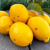 皮ごと安心！まるごとレモン（有機肥料たっぷり使用・少し傷あり・加工用） 