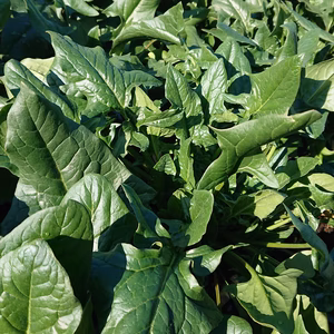 激甘‼️✨無農薬・無化学肥料栽培のほうれん草✨と蕪&間引き大根セット‼️