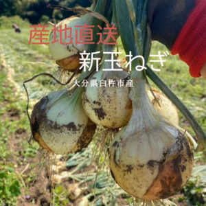 【期間限定】ジュワッと!今だけ新玉ねぎ(栽培期間直接化学肥料・化学農薬不使用)