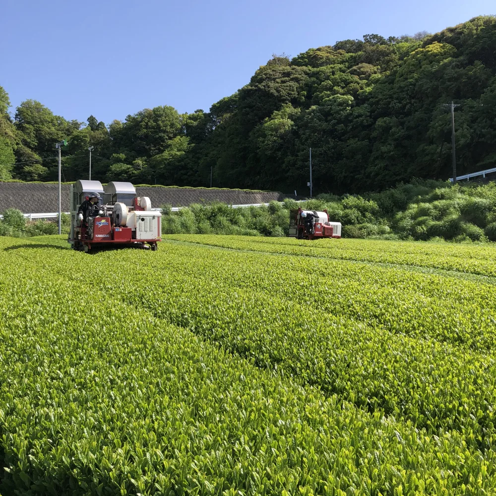 《送料無料・メール便・まとめ買いお得》どうまい緑茶