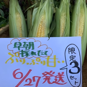 6/27発送限定３セット　農薬栽培期間中不使用　ぷりぷりあま～い　とうもろこし