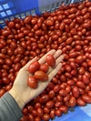 減農薬◯リピ殺到‼️甘いトマトが食べたい方に♡糖度10度♡⭐️皮が薄いフラガール