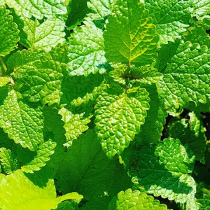 フレッシュハーブ　有機JAS認証　ペパーミント