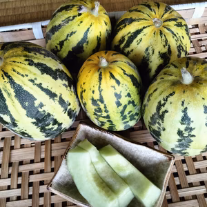 【小ぶり】とらマクワウリ約1.5キロ（4〜6個）　旬の野菜のおまけ付き！