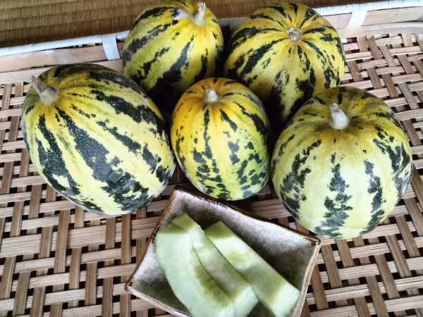 【小ぶり】とらマクワウリ約1.5キロ（4〜6個）　旬の野菜のおまけ付き！