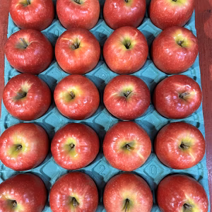 希少品種！！甘酸っぱいりんご　ちょっと大きめピンクレディー　