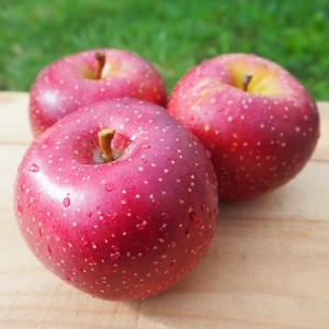 【ラフランスのようなあま〜い香り】千雪(ちゆき)りんご　贈答用 5kg