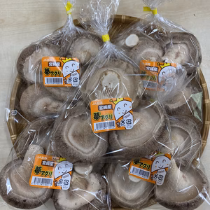 夢もりしいたけ(MEGAサイズ) 1枚でも圧倒的な味と存在感‼︎