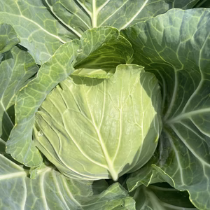 高原で育ったキャベツと季節のお野菜セット～標高1000ｍの旨味～