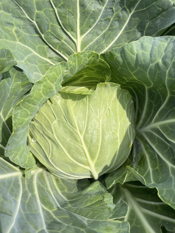 高原で育ったキャベツと季節のお野菜セット～標高1000ｍの旨味～