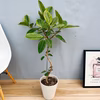 ［在庫］　フィカス　アルテシマ　曲がり　観葉　室内　ゴムの木　人気
