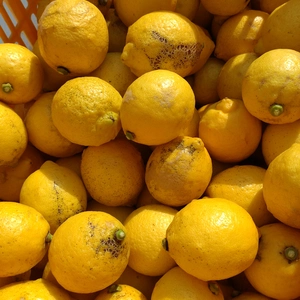 販売期間終了間近‼️【訳あり】広島県産　加工用レモン‼️　10kg（箱込み)