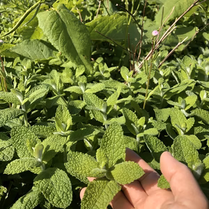 まもなく販売終了【農薬・化学肥料不使用栽培】青森県産　お庭育ちのスペアミント