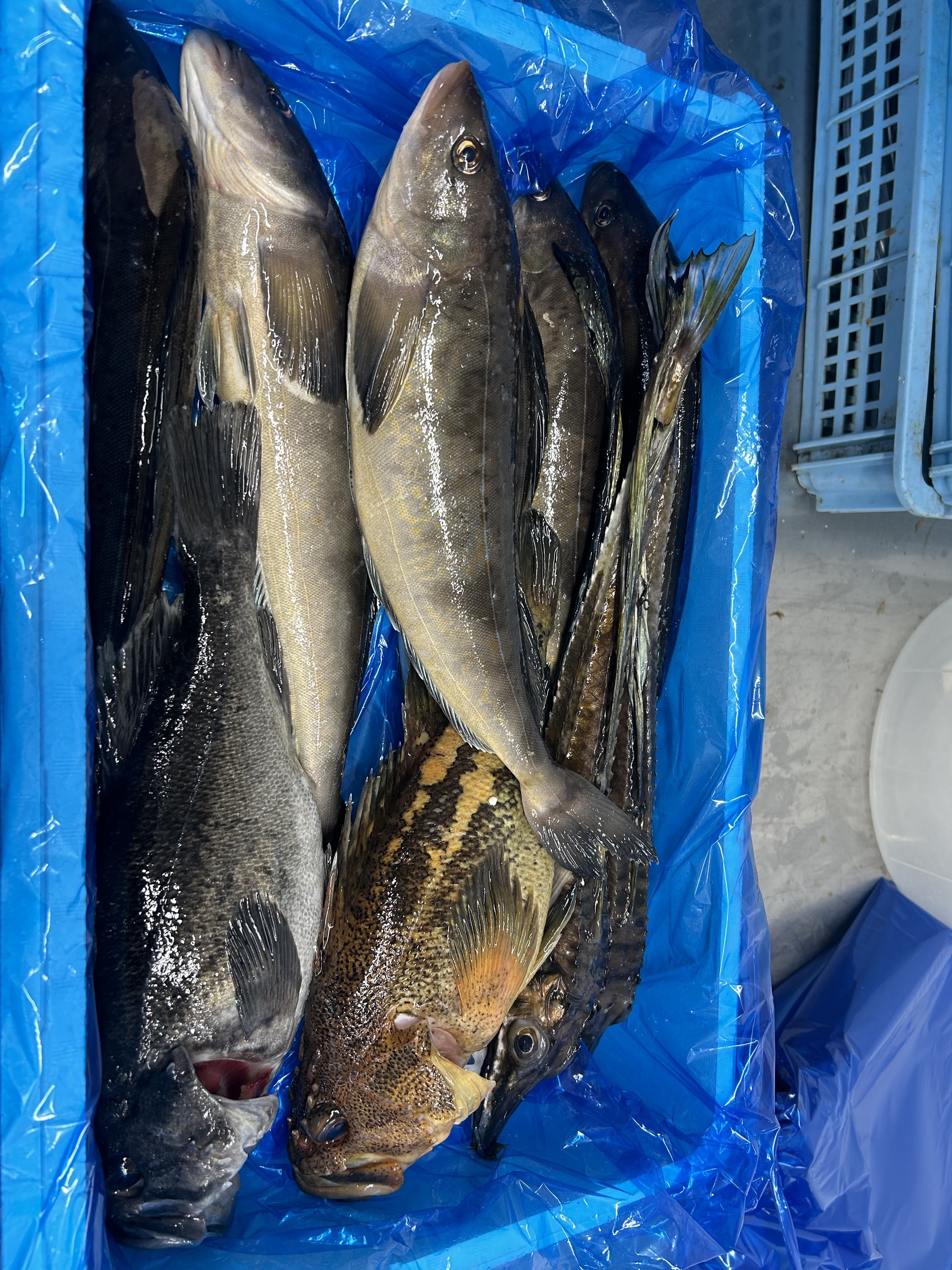 2025‼️イチマン‼️鮮魚ガチャ❗️ 鮮魚ガチャ‼️ 2〜3k