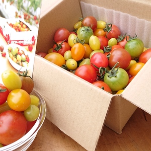 【M1】映える！最大12種類カラフルフルーツトマト　お試し1㎏ ＃農カード付