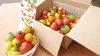 【M1】映える！最大22種類カラフルフルーツトマト　お試し1㎏ 