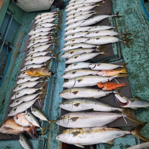 「期間限定」脂肥えた個体厳選！寒ブリ　血抜き前６kg～