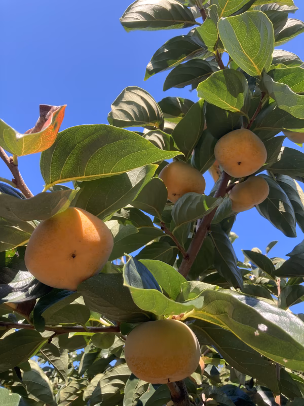 【最終増量！】甘くてジューシー♪たねなし柿　ご家庭用