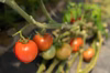 （A）美人さんトマト