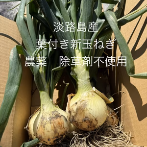 農薬、除草剤不使用！淡路島 葉付き新玉ねぎ　サラダにピッタリ。葉っぱも頂ける。