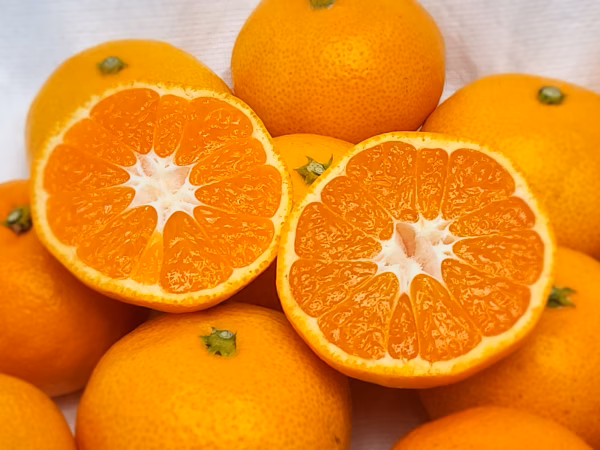 食べくらべ　ゲリラセールみかん食べくらべ（薄皮みかんとゆらみかん　食べくらべ）