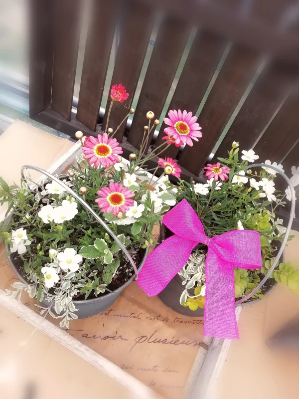 アンティークペール缶18センチ鉢[母の日]春のお花&シレネ・ユニフローラ寄せ鉢