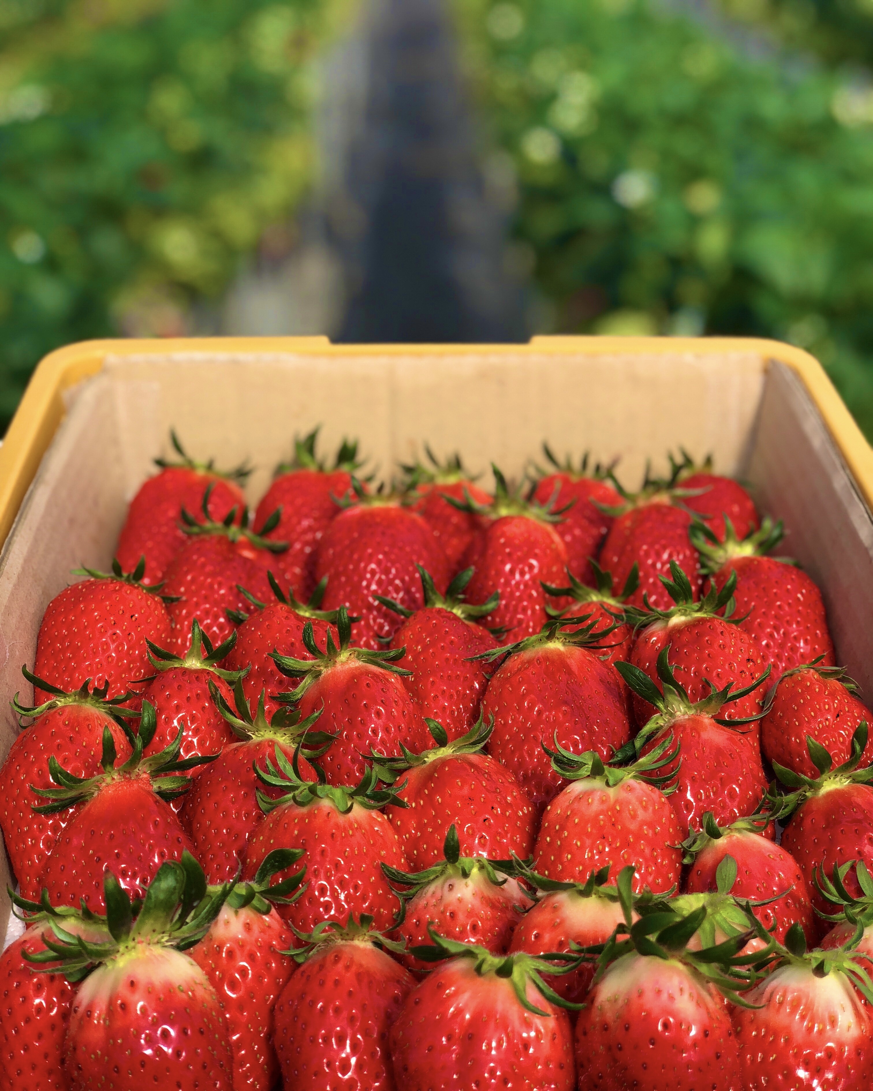 イチゴ 滋賀県蒲生郡竜王町｜株式会社NewBerry 高野いちご園｜マイキ ミツオ