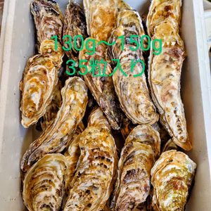 【ポケマルの夏ギフト】噴火湾!!生食可 牡蠣35粒入り(130g～150g)