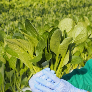 【JGAP認定農場】煮ても良し！炒めても良し！水耕栽培の小松菜！