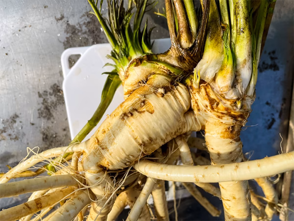 【朝採りをお届け】産地直送 国産山わさび/ホースラディッシュ