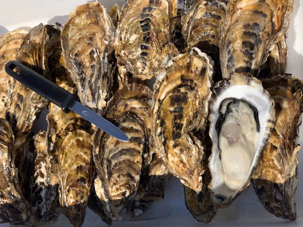 生食⭕サロマ湖産✨殻付き❗️特大サイズ❗️(牡蠣ナイフ、剥き方パンフレット付き)