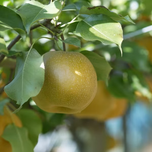 【福袋2026】新雪梨orあたご梨+白ネギカット＋白菜カットオマケ付常温便