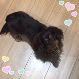 みたらし